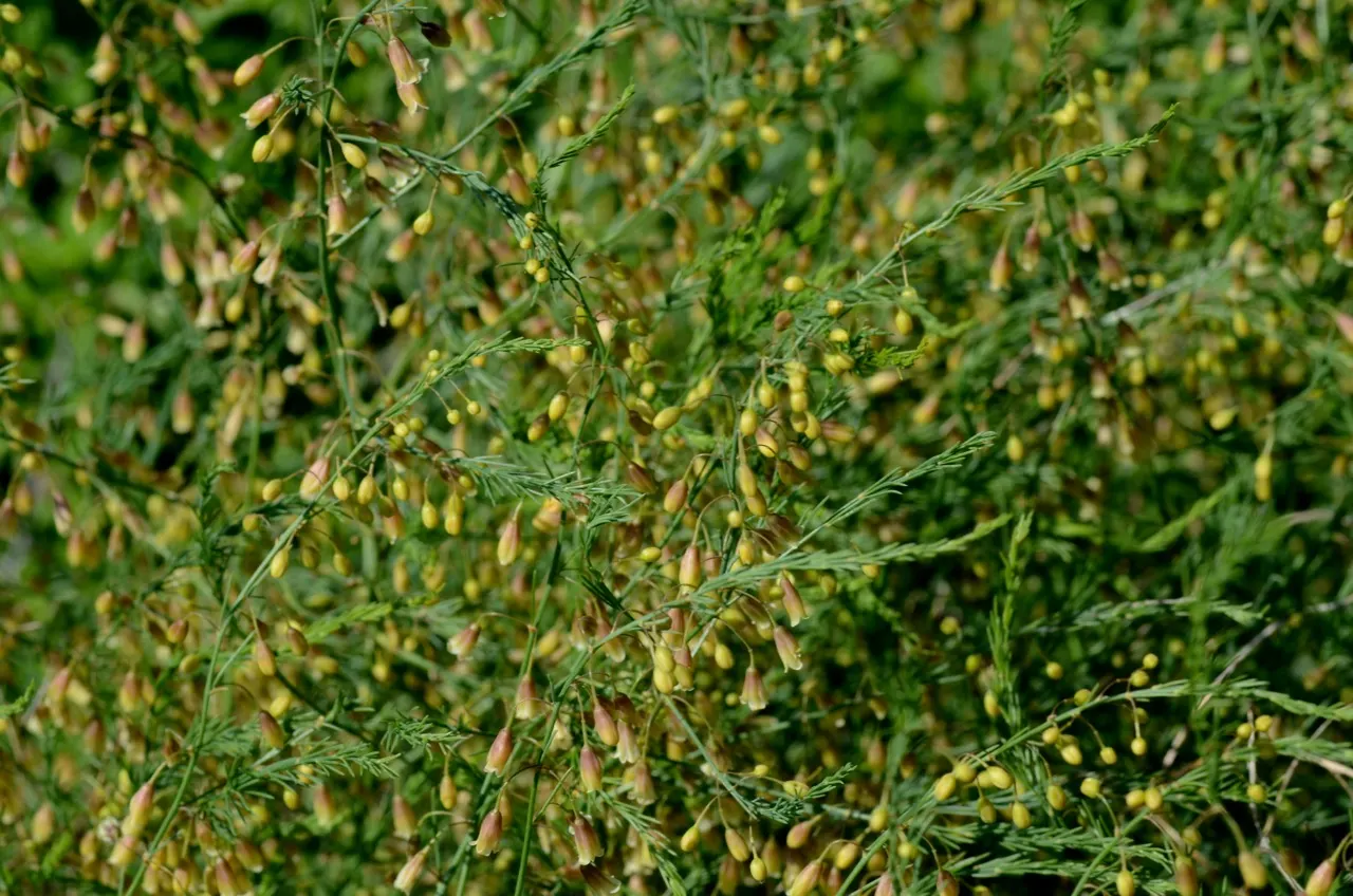 Edible Asparagus (Asparagus Officinalis) — Spears rise from a crown planted about 12-18 inches apart; contributing to the garden's autumnal palette, image 51