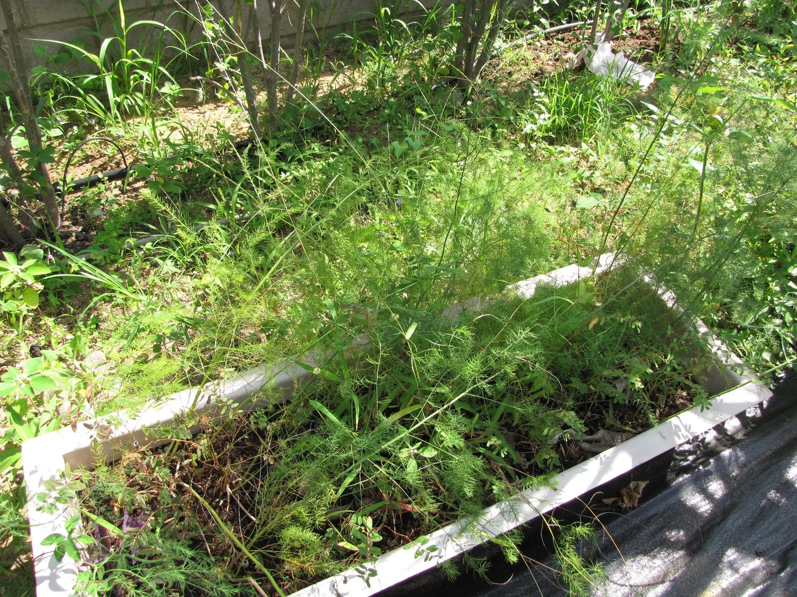 Edible Asparagus (Asparagus Officinalis) — Regular watering and a balanced fertilizer promote healthy growth; asparagus officinalis can be planted, image 89