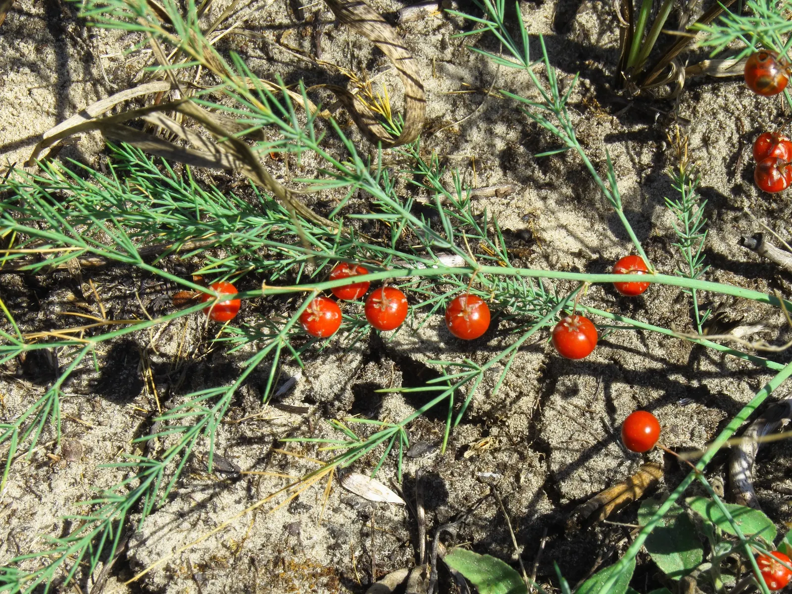 Edible Asparagus (Asparagus Officinalis) — contributing to the garden's autumnal palette; spears rise from a crown planted about 12-18 inches apart
