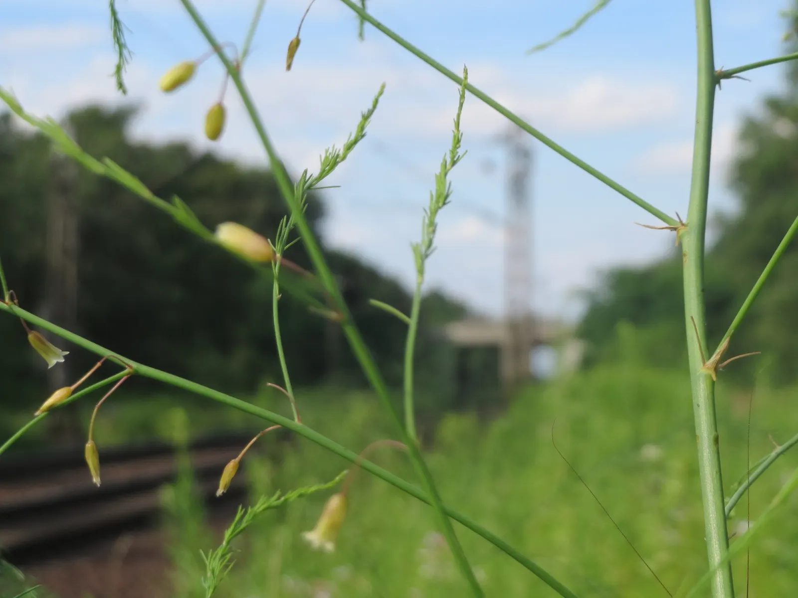 Edible Asparagus (Asparagus Officinalis) — commonly known as Edible Asparagus; white flowers in the garden, image 79