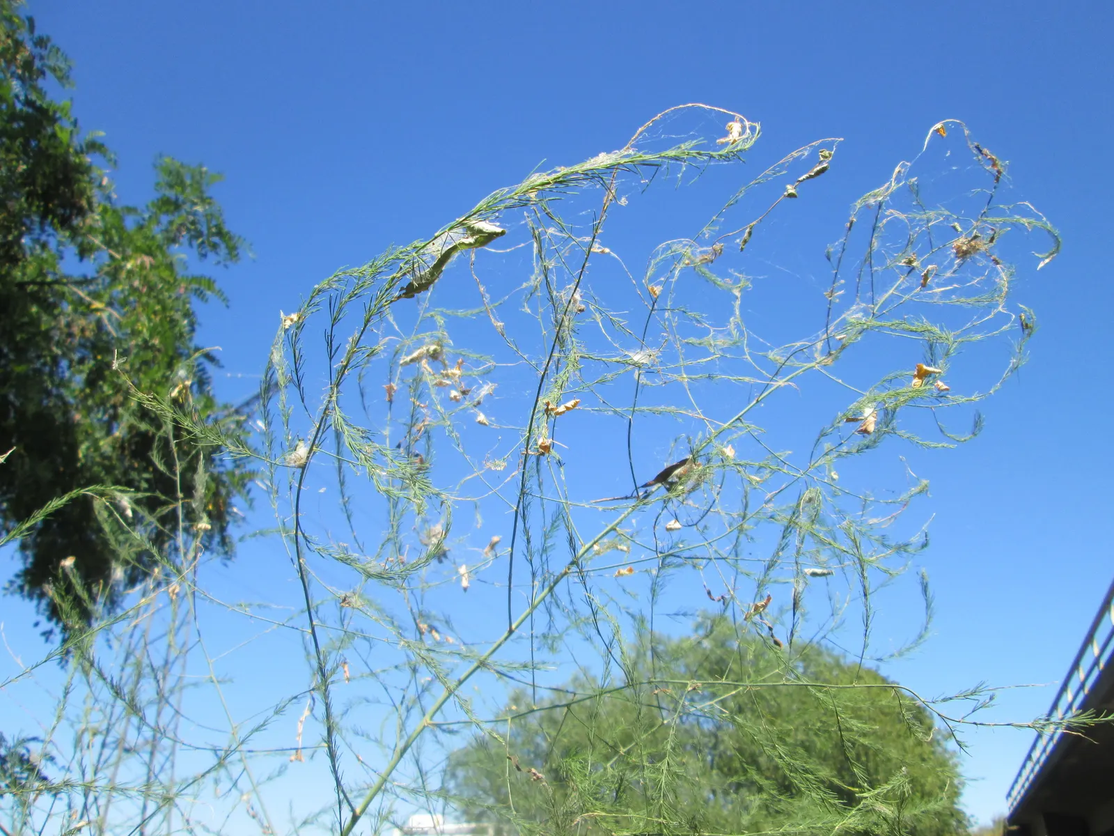 Edible Asparagus (Asparagus Officinalis) — plant crowns at a depth of approximately 6 to 8 inches below the soil surface; vegetable with white, image 110