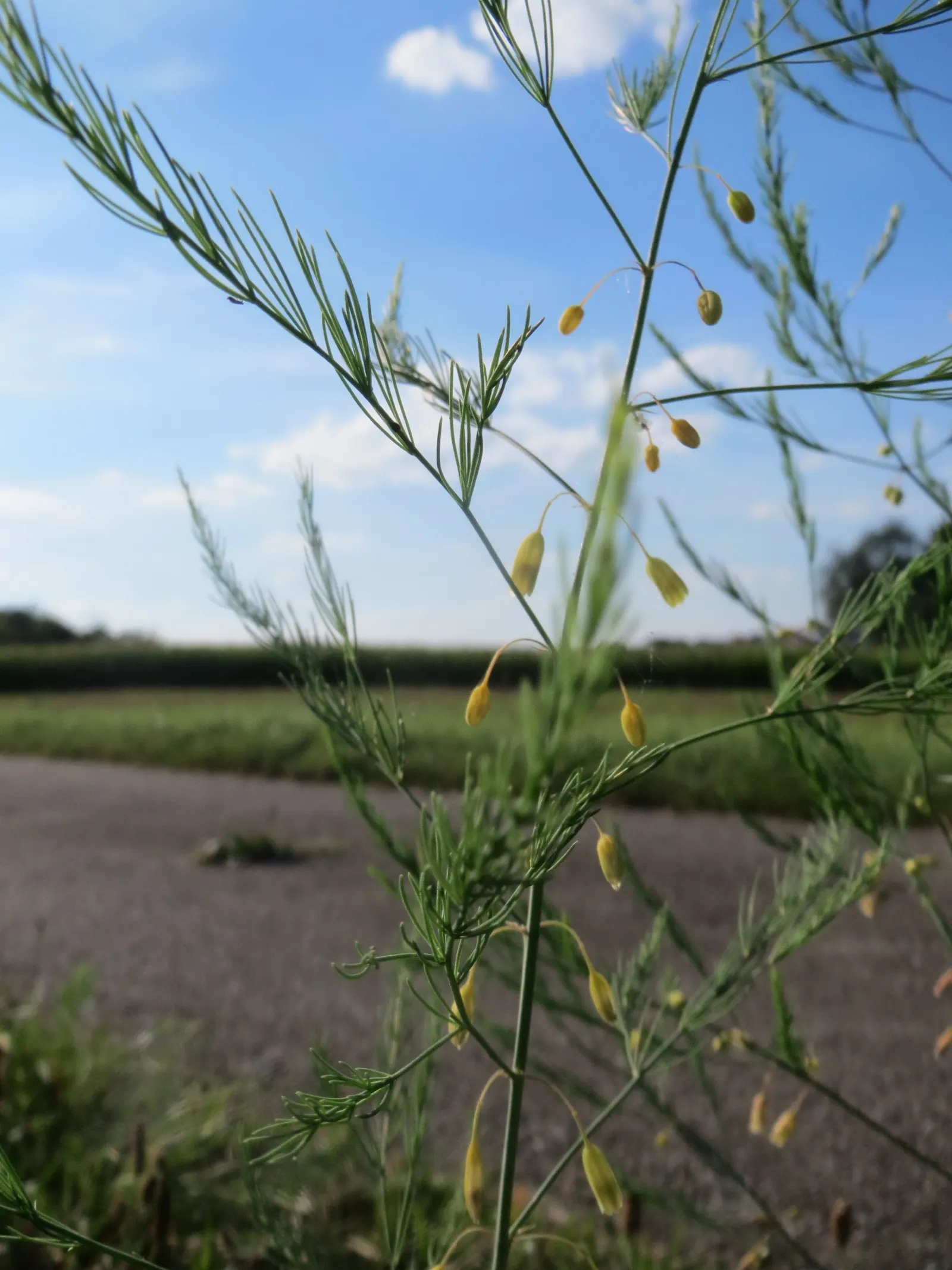 Edible Asparagus (Asparagus Officinalis) — feathery greenery to any landscape design; however, it is the young shoots, or 'spears', that are, image 58