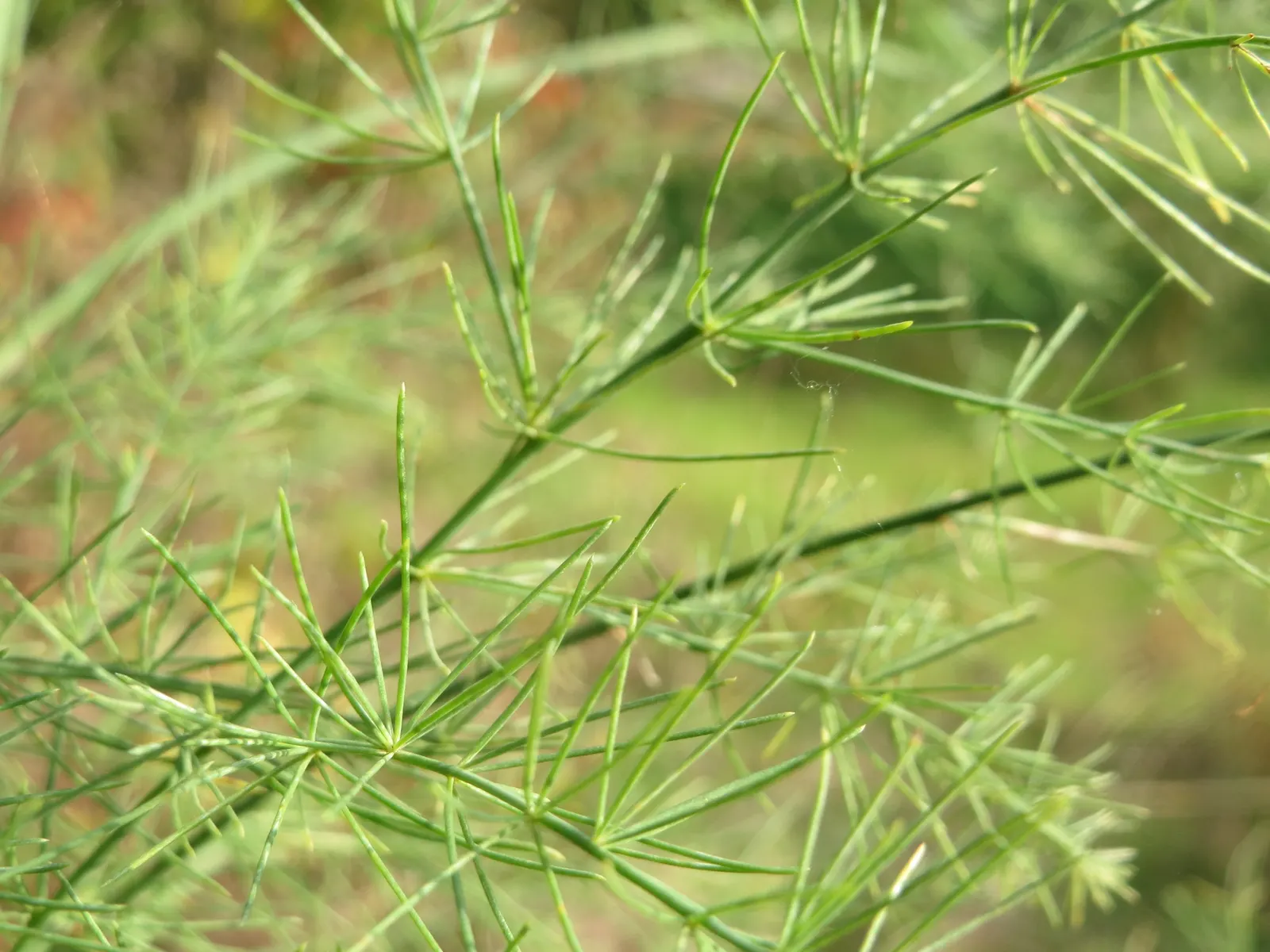Edible Asparagus (Asparagus Officinalis) — plant crowns at a depth of approximately 6 to 8 inches below the soil surface