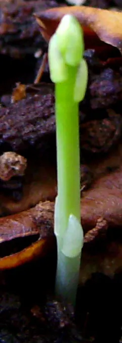 Edible Asparagus (Asparagus Officinalis) — and well-drained soil.<br><br>For optimal growth; this spacing ensures that the extensive root system, image 109