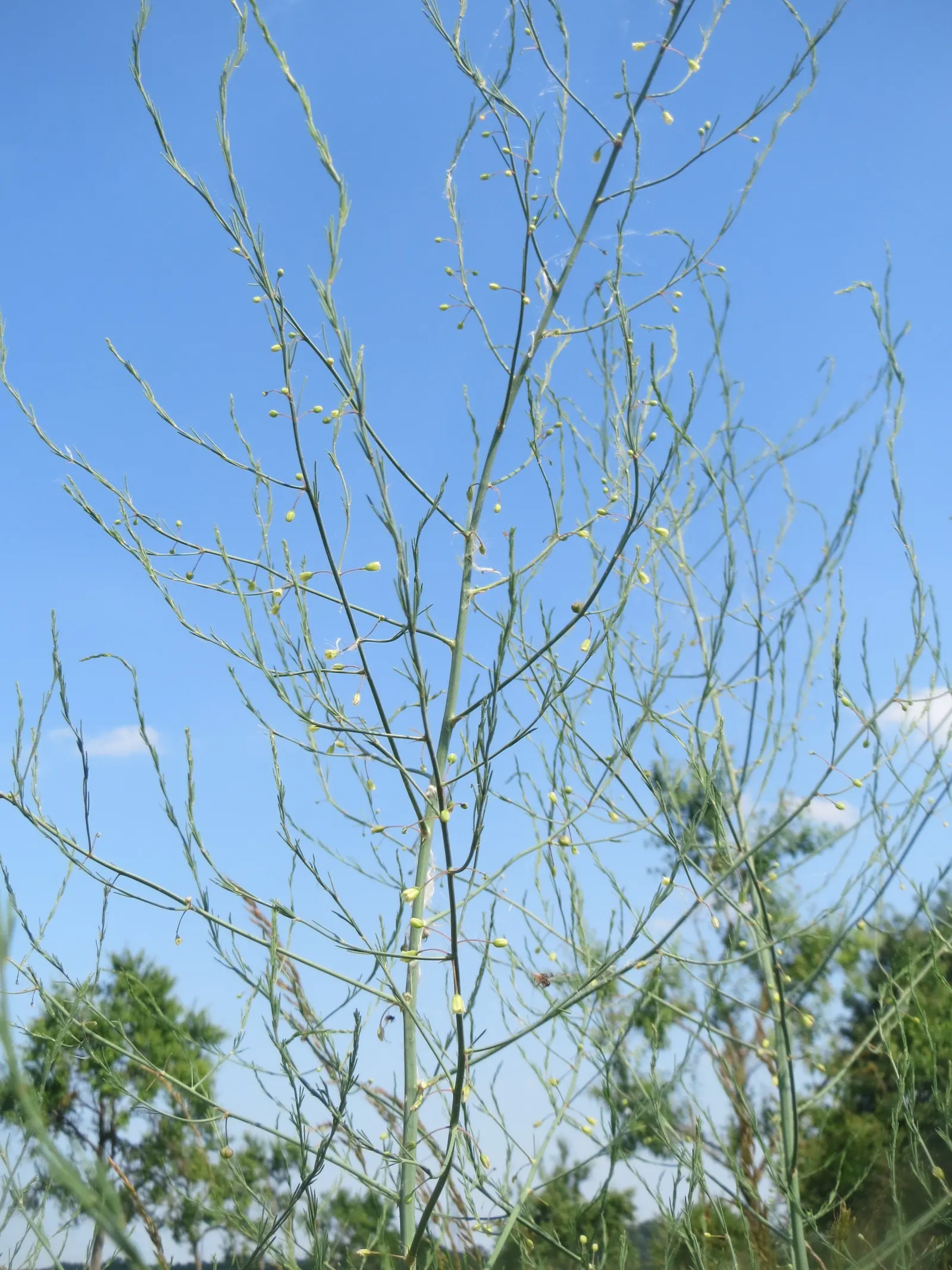 Edible Asparagus (Asparagus Officinalis) — is a perennial flowering plant species valued both for its culinary and ornamental virtues; zones 4-9 suit its