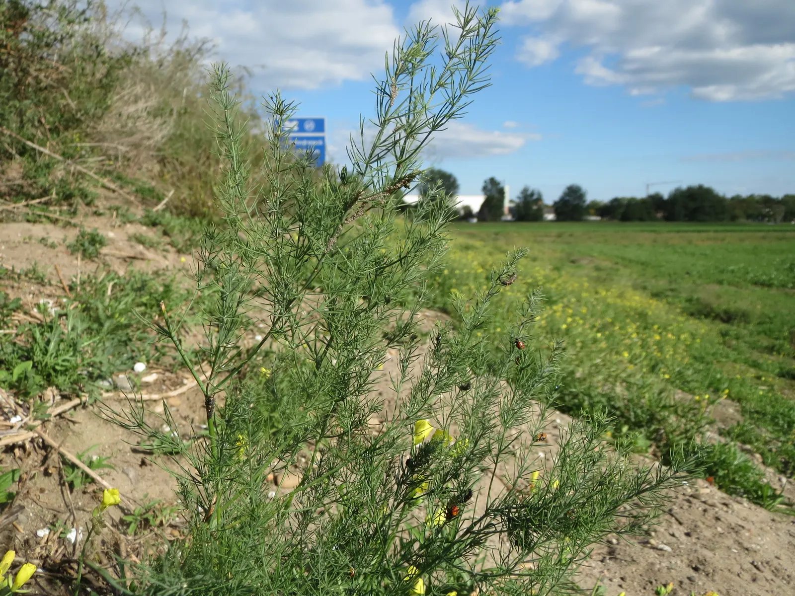 Edible Asparagus (Asparagus Officinalis) — achieving a height of 4-5 feet with fern-like foliage