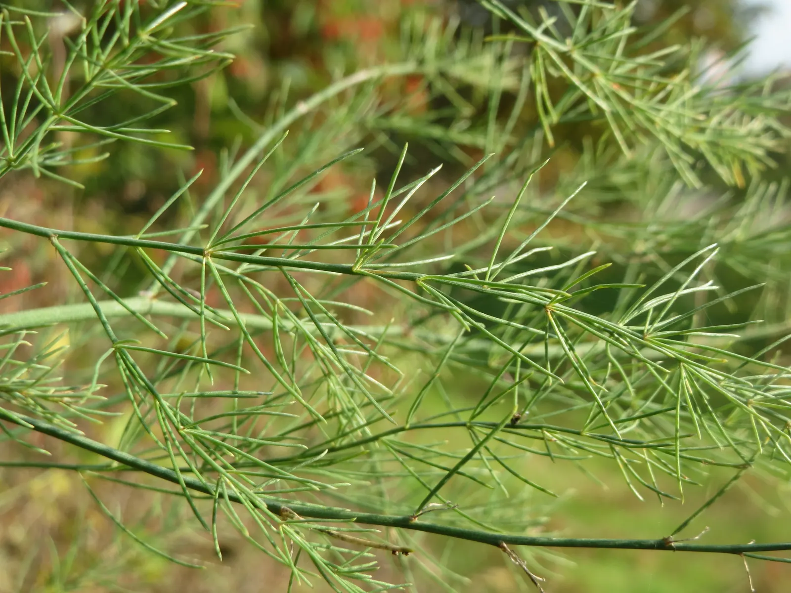 Edible Asparagus (Asparagus Officinalis) — Asparagus officinalis can be planted in a dedicated vegetable garden or integrated into ornamental, image 68