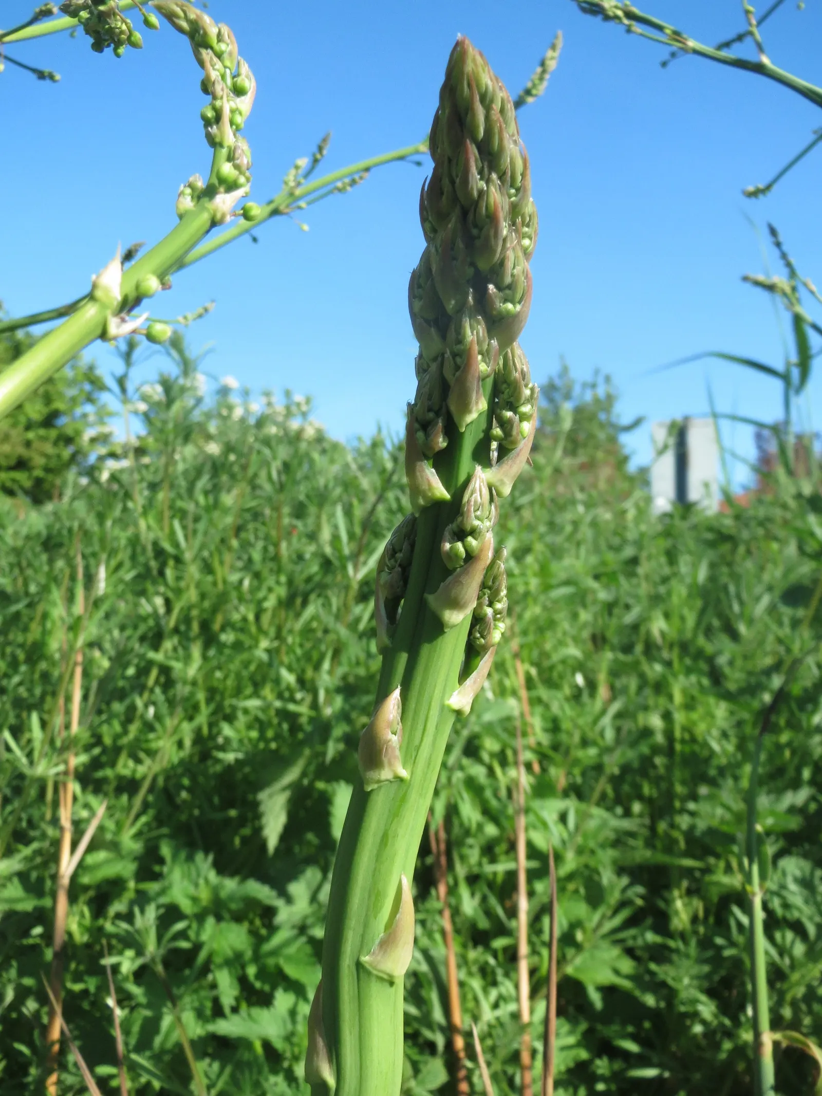 Edible Asparagus (Asparagus Officinalis) — contributing to the garden's autumnal palette; spears rise from a crown planted about 12-18 inches apart, image 90