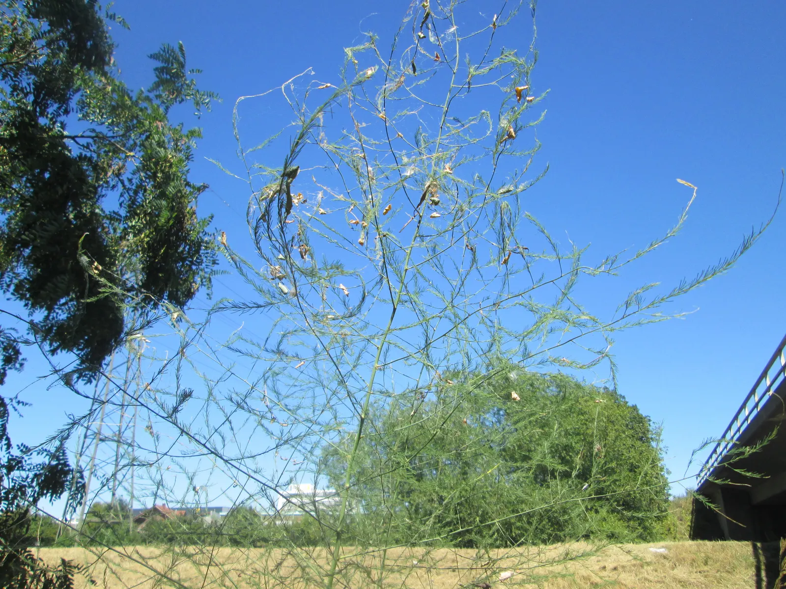 Edible Asparagus (Asparagus Officinalis) — Reaching a mature height of 4 to 5 feet with a spread of 2 to 3 feet; preferring full sunlight to, image 81