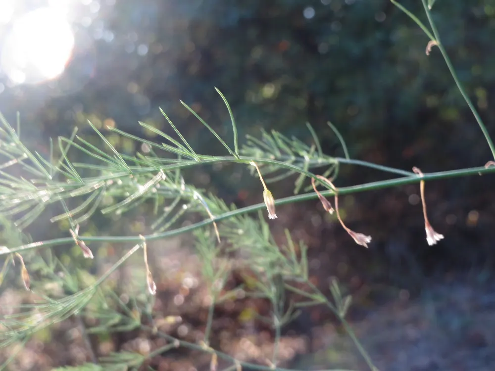 Edible Asparagus (Asparagus Officinalis) — vegetable for full or half or shade