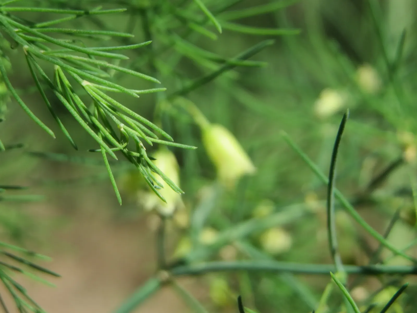 Edible Asparagus (Asparagus Officinalis) — achieving a height of 4-5 feet with fern-like foliage; asparagus officinalis, commonly known as Edible, image 76