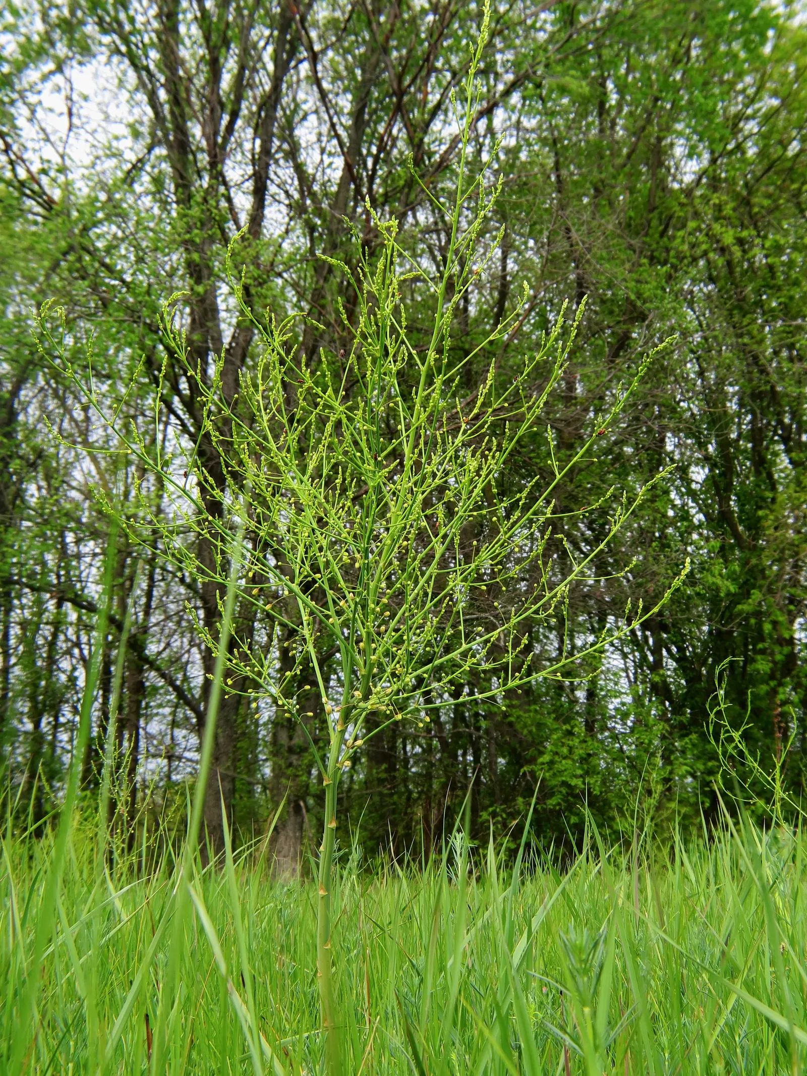 Edible Asparagus (Asparagus Officinalis) — Cultivated for its tender shoots or "spears," it thrives in full sun and well-drained soil; department of, image 98