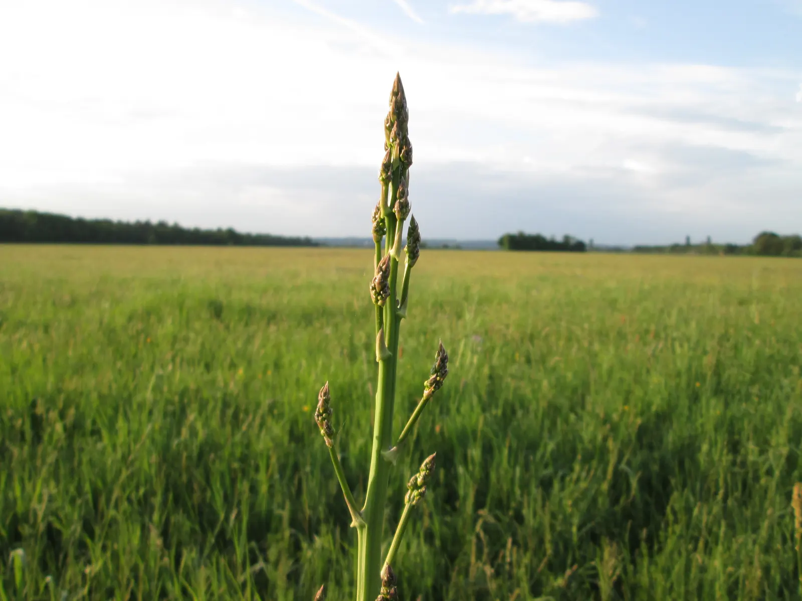 Edible Asparagus (Asparagus Officinalis) — achieving a height of 4-5 feet with fern-like foliage; asparagus officinalis, commonly known as Edible, image 100