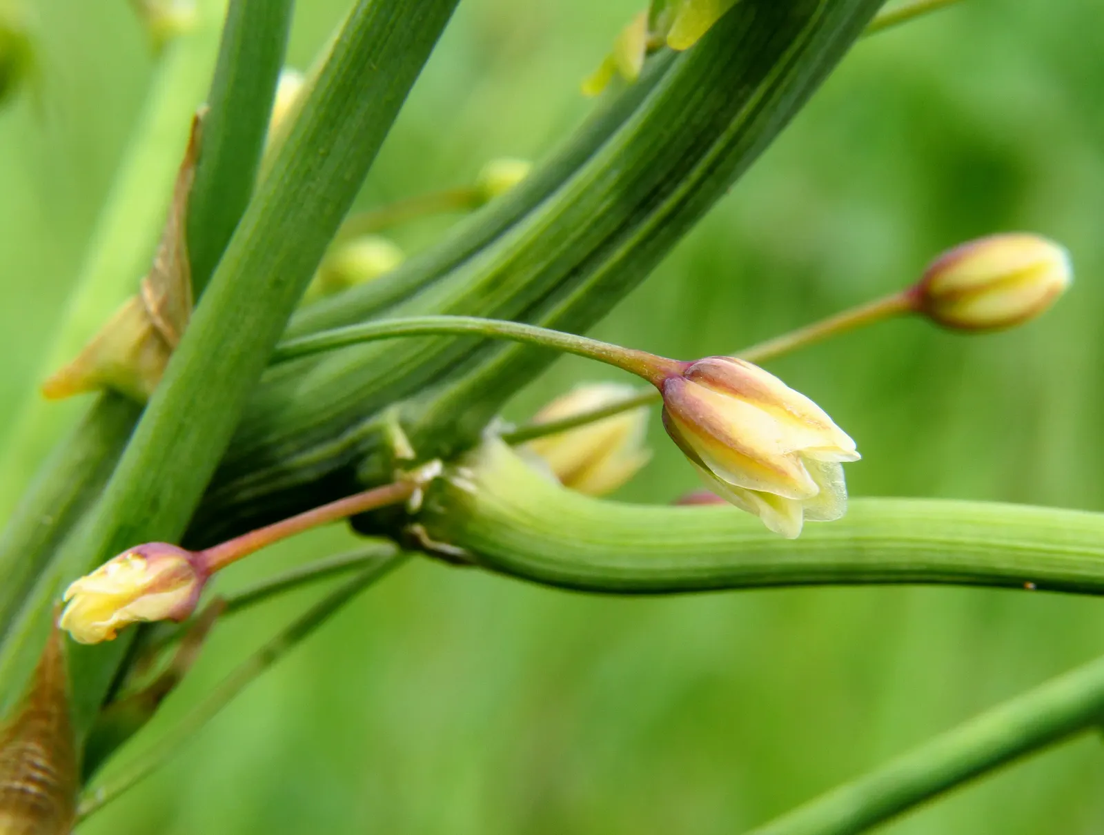 Edible Asparagus (Asparagus Officinalis) — Asparagus officinalis can be planted in a dedicated vegetable garden or integrated into ornamental borders