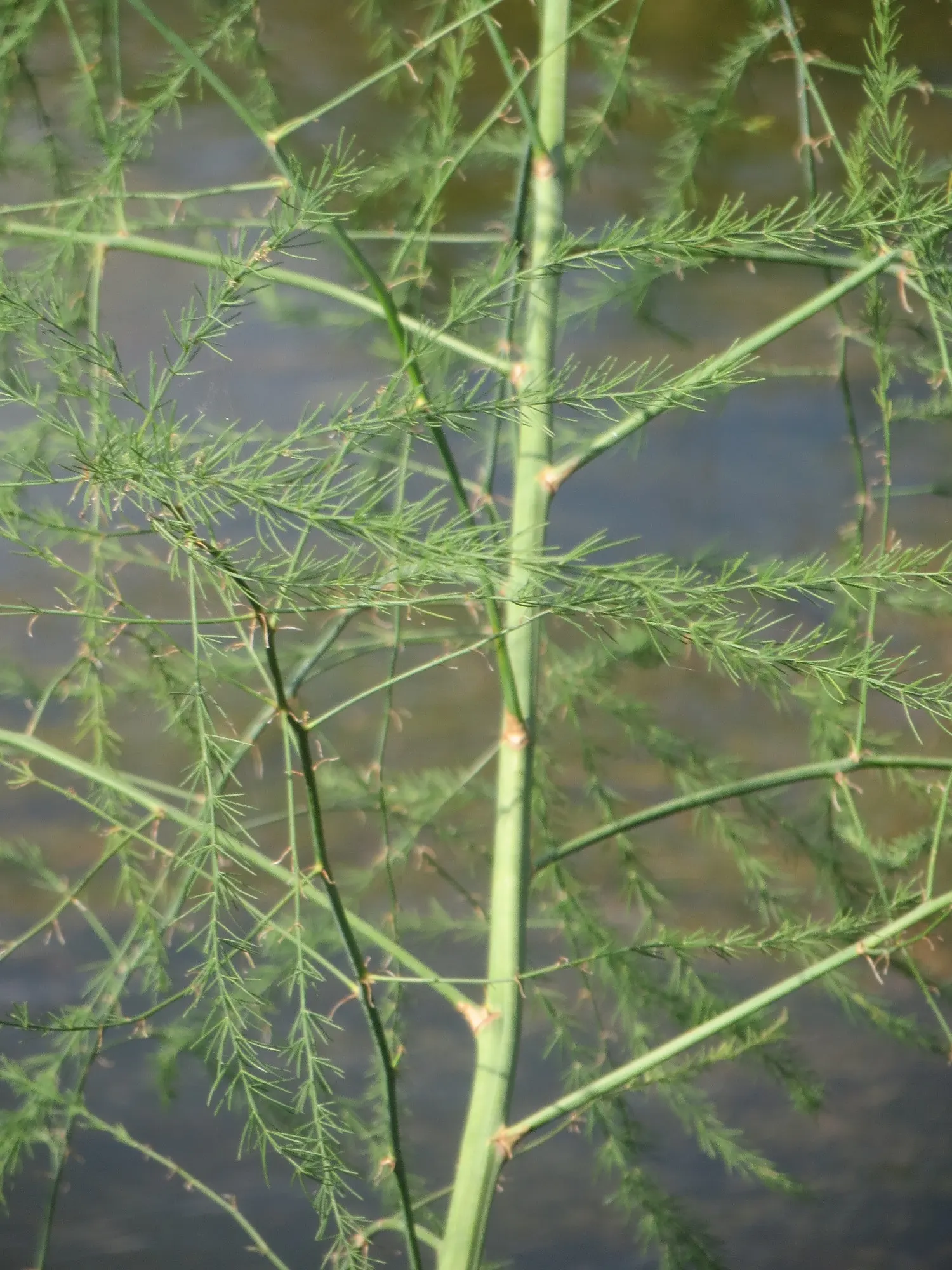 Edible Asparagus (Asparagus Officinalis) — commonly known as Edible Asparagus; white flowers in the garden, image 103