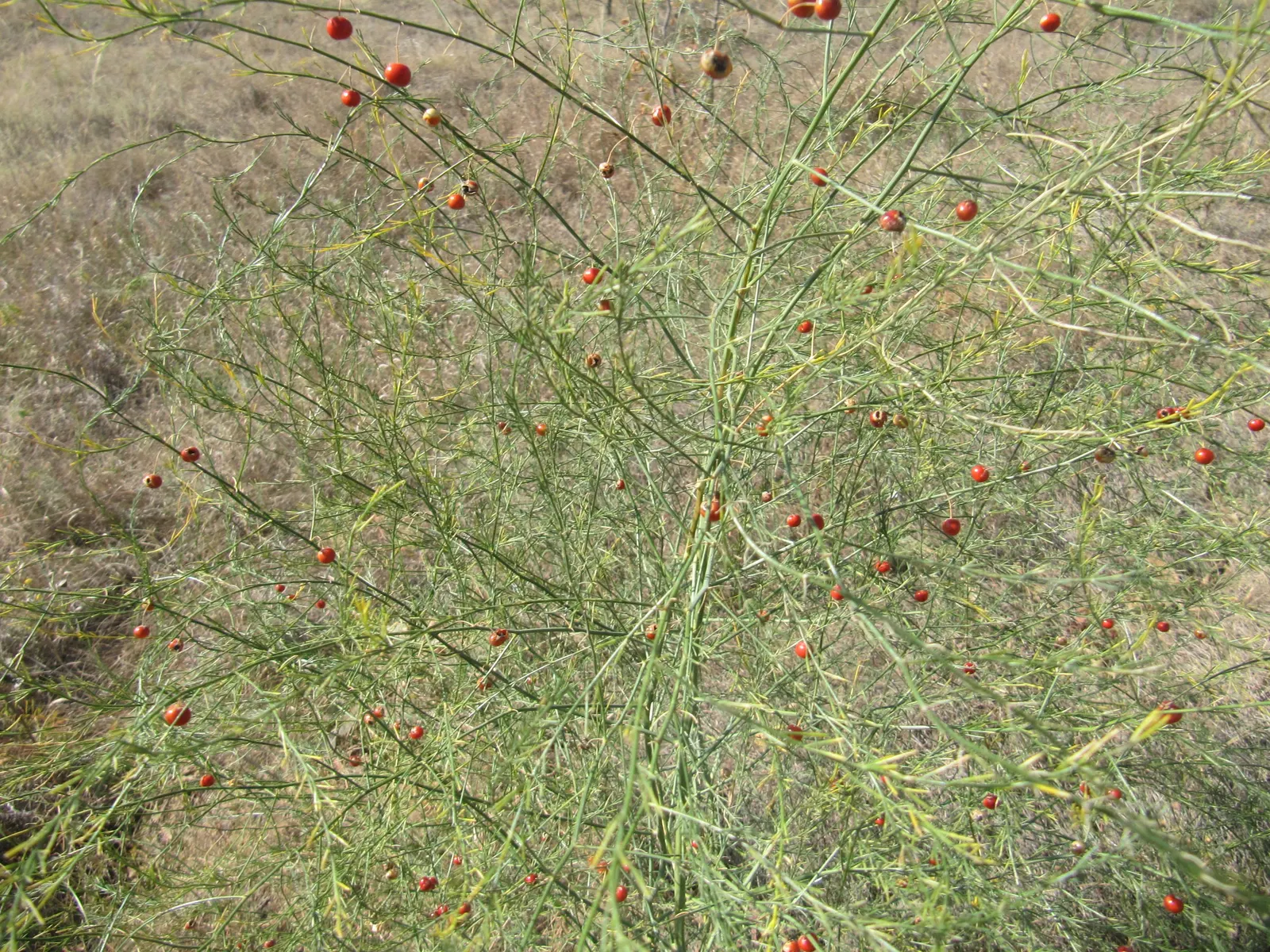 Edible Asparagus (Asparagus Officinalis) — feathery greenery to any landscape design; however, it is the young shoots, or 'spears', that are harvested as a