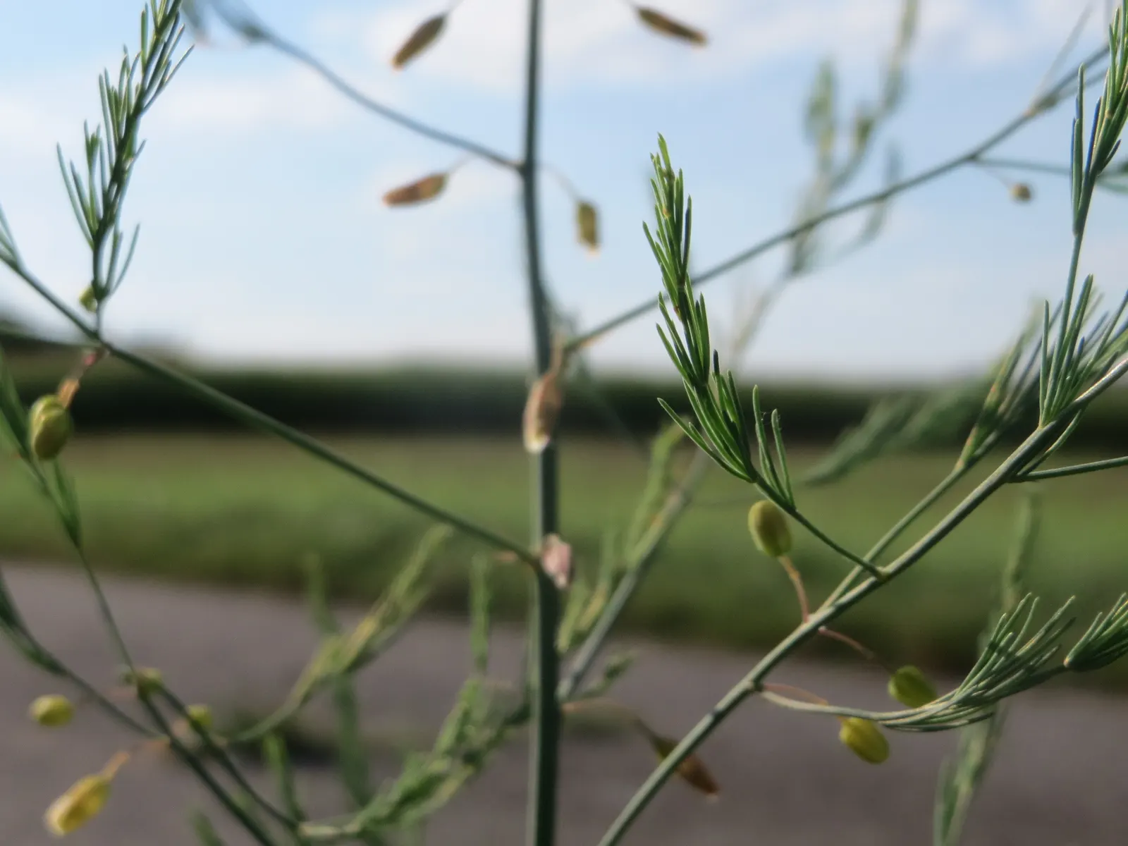 Edible Asparagus (Asparagus Officinalis) — white flowers in the garden; commonly known as Edible Asparagus