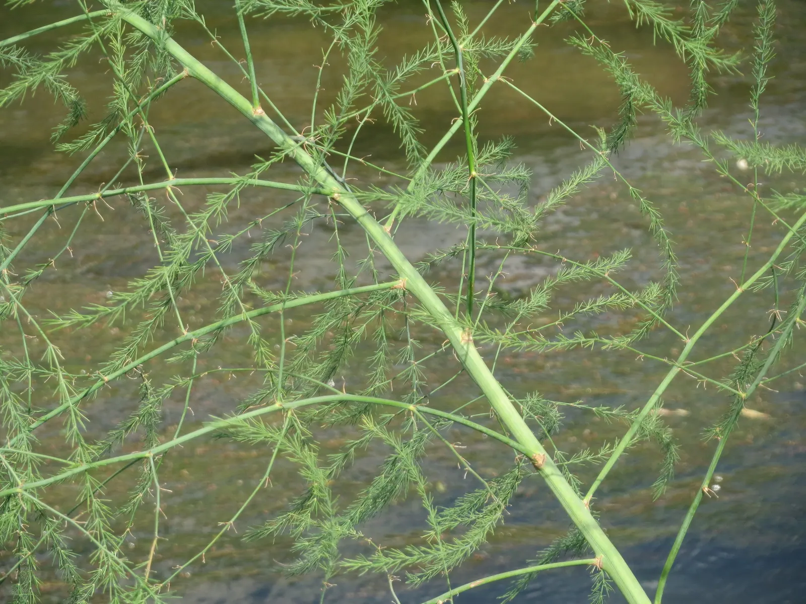 Edible Asparagus (Asparagus Officinalis) — vegetable with white blooms; plant crowns at a depth of approximately 6 to 8 inches below the soil surface