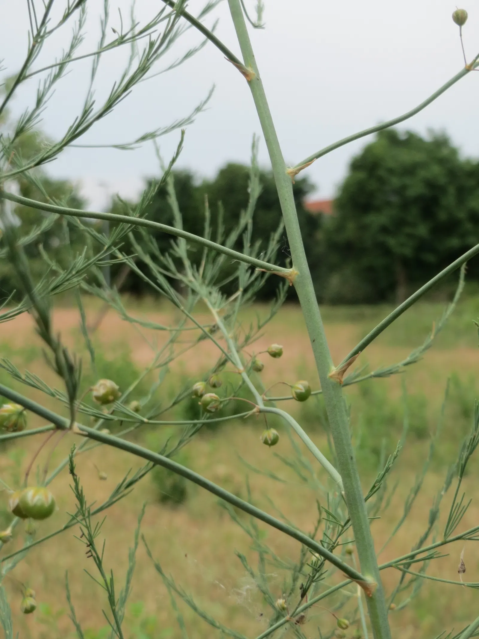Edible Asparagus (Asparagus Officinalis) — Asparagus officinalis, commonly known as Edible Asparagus, is a perennial flowering plant; achieving a height of 4-5