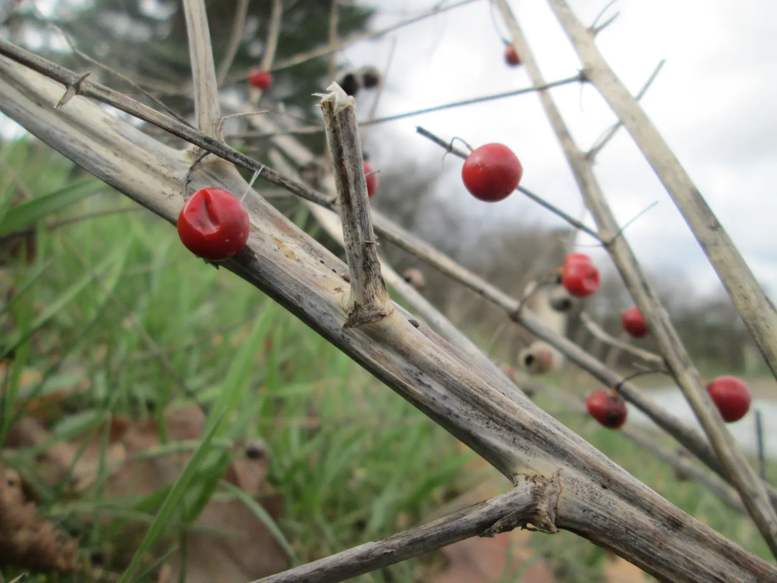 Edible Asparagus (Asparagus Officinalis) — Asparagus officinalis, commonly known as Edible Asparagus, is a perennial flowering plant