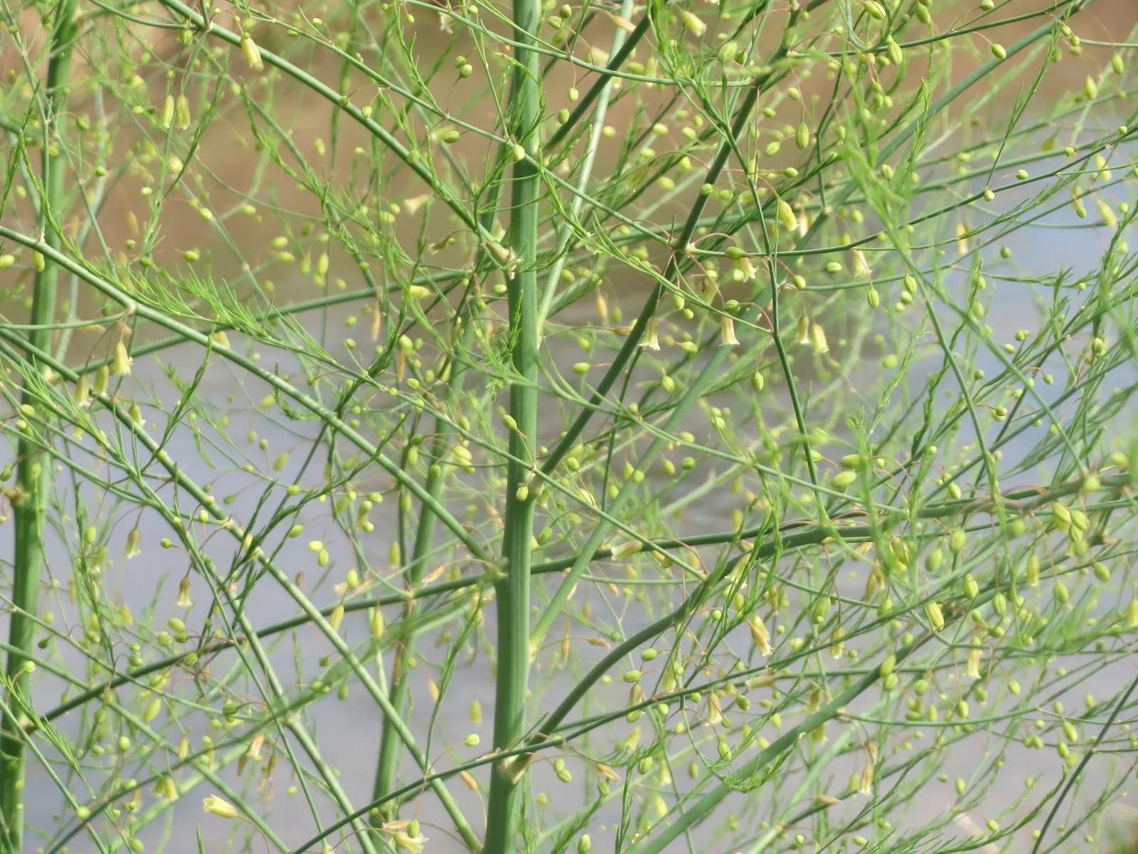 Edible Asparagus (Asparagus Officinalis) — allowing about 12 to 18 inches between plants; space rows 3-6 feet apart to accommodate mature spread, image 63