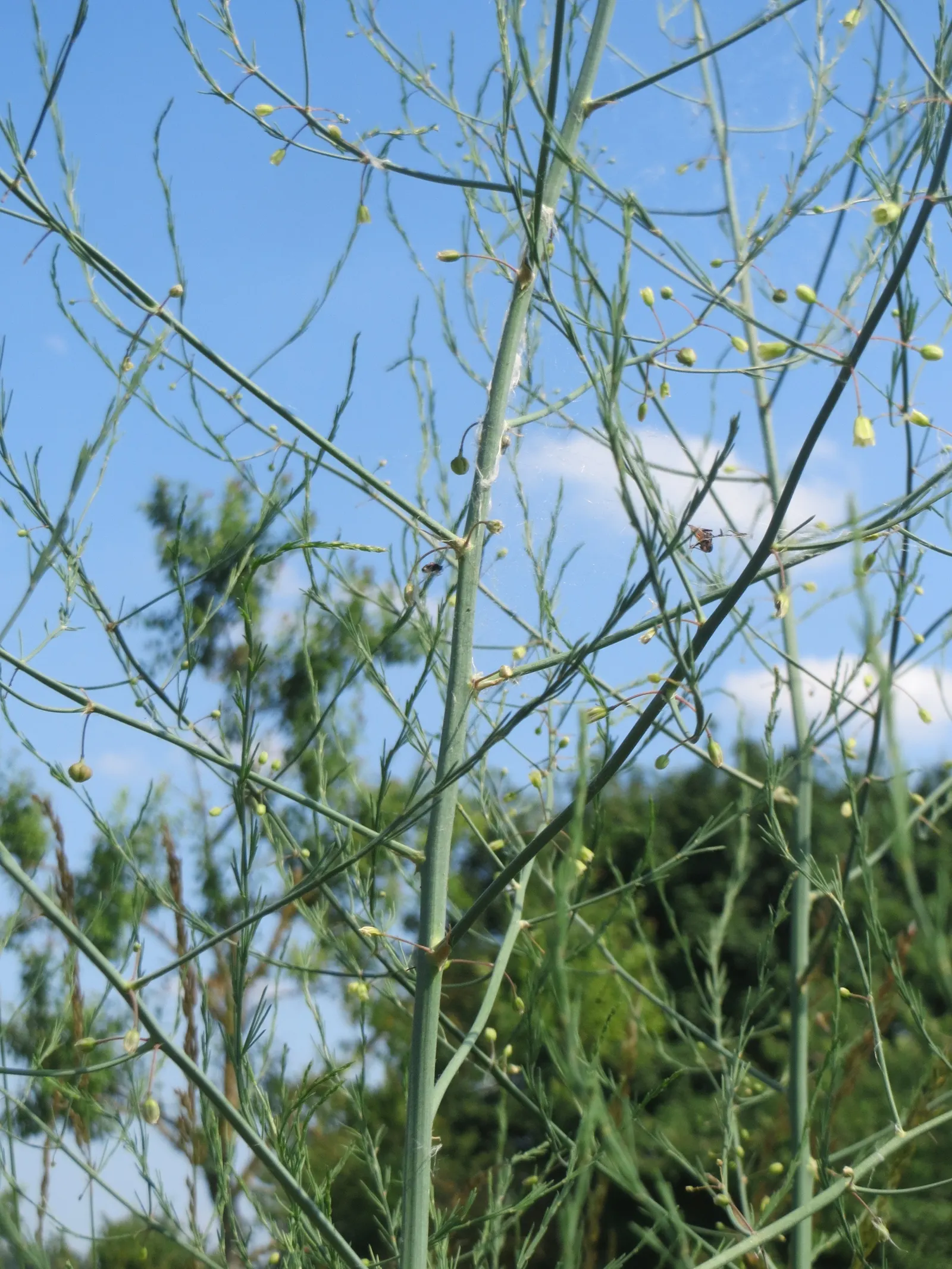 Edible Asparagus (Asparagus Officinalis) — It can also serve as an attractive seasonal screen; vegetable for full or half or shade, image 93