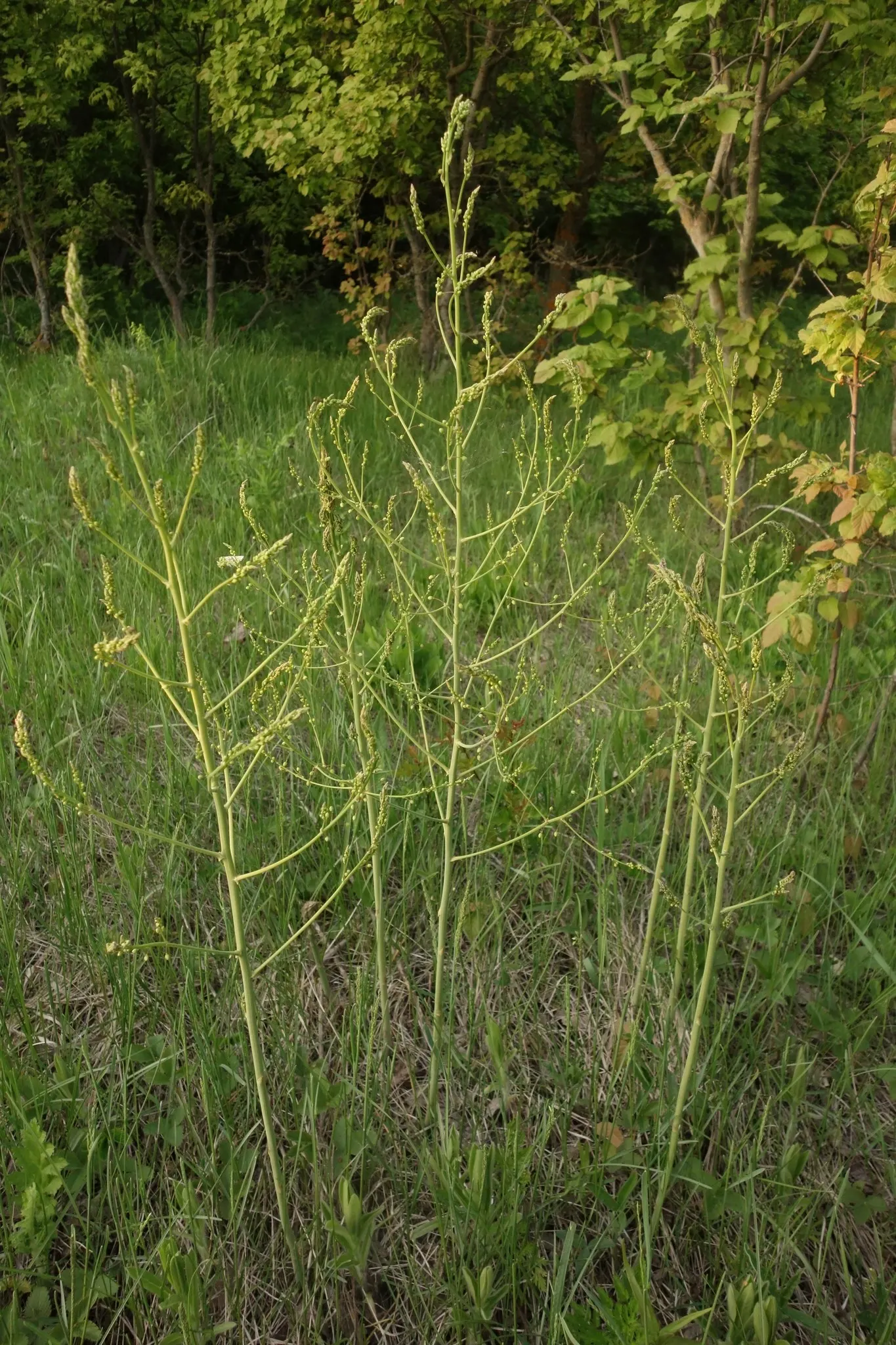 Edible Asparagus (Asparagus Officinalis) — is a perennial flowering plant species valued both for its culinary and ornamental virtues