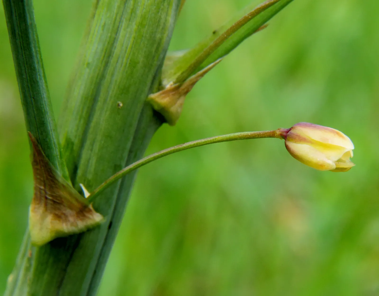Edible Asparagus (Asparagus Officinalis) — commonly known as Edible Asparagus; white flowers in the garden