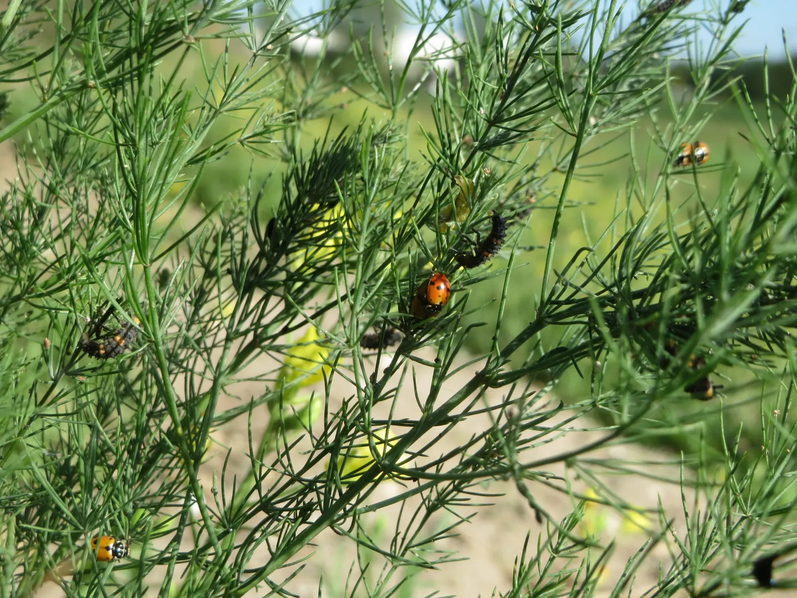 Edible Asparagus (Asparagus Officinalis) — This spacing ensures that the extensive root system has enough room to develop