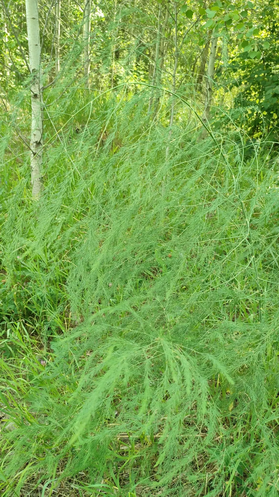 Edible Asparagus (Asparagus Officinalis) — allowing about 12 to 18 inches between plants; space rows 3-6 feet apart to accommodate mature spread, image 111