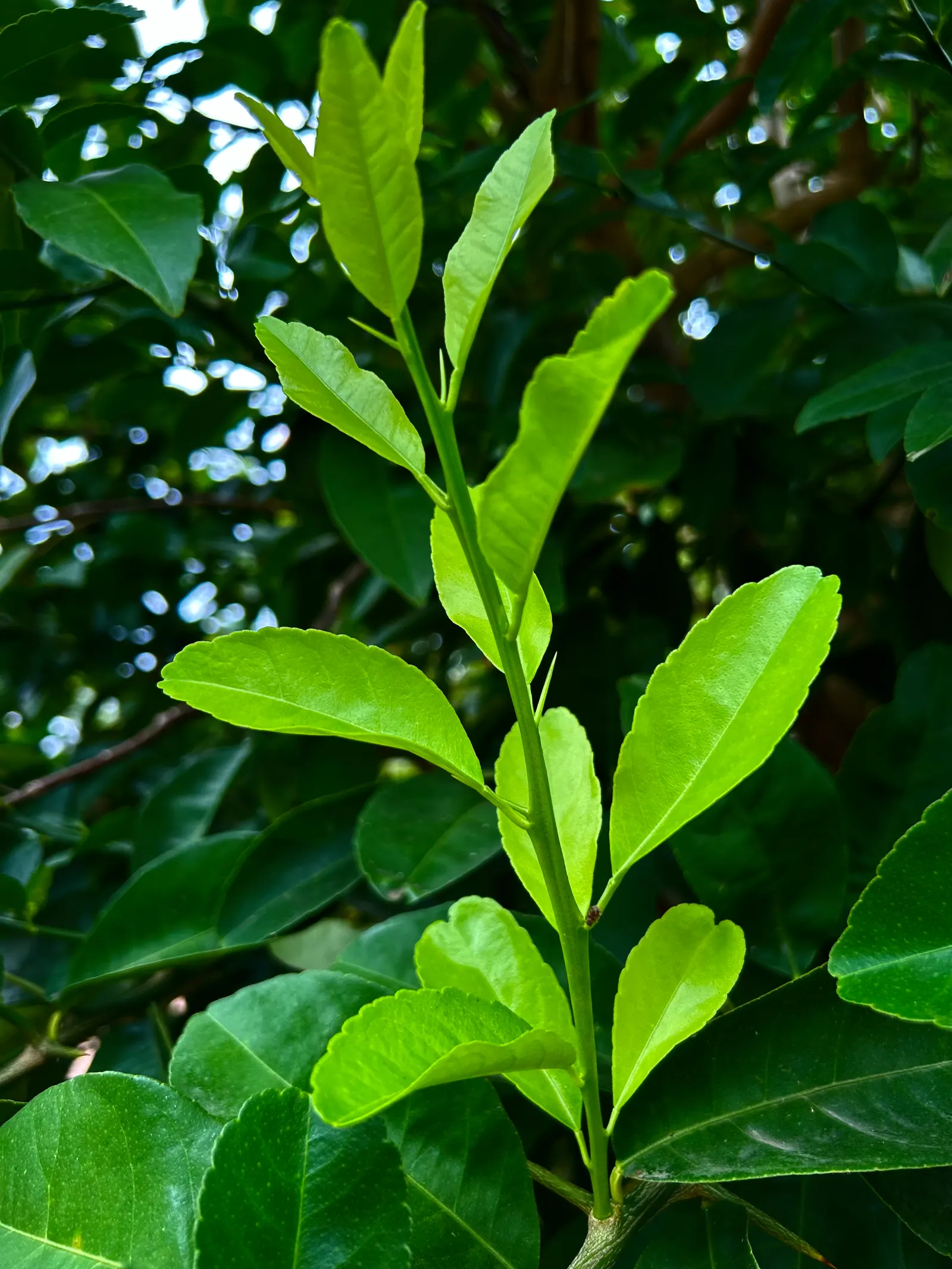 Bearss Seedless Lime (Citrus Aurantifolia 'Bearss Seedless') — is a vigorous evergreen tree