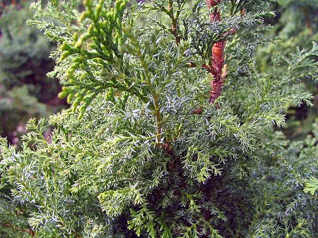 False Cypress, Compact Hinoki (Chamaecyparis Obtusa 'Compacta') — Although tolerant of a range of soil types