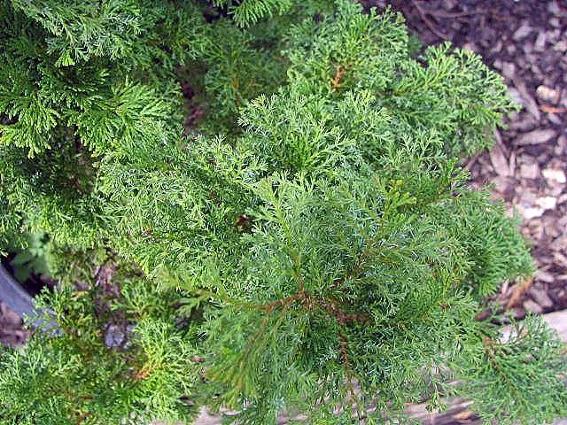False Cypress, Compact Hinoki (Chamaecyparis Obtusa 'Compacta') — commonly referred to as the Compact Hinoki False Cypress