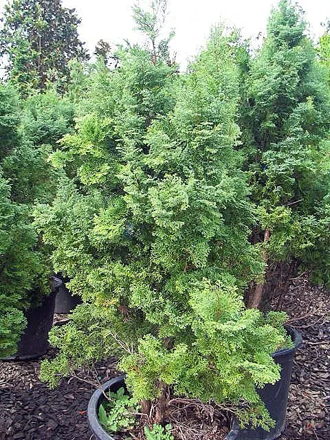 False Cypress, Compact Hinoki (Chamaecyparis Obtusa 'Compacta') — making them ideal as specimen plants or in rock gardens