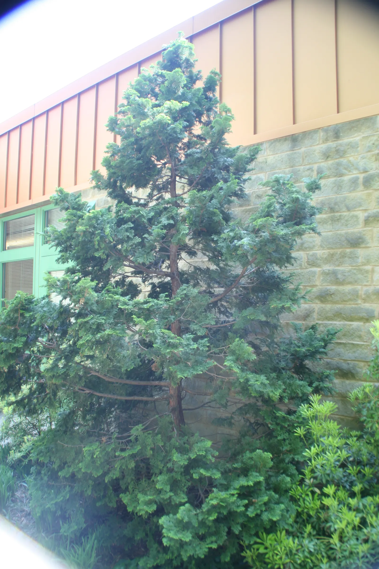 False Cypress, Compact Hinoki (Chamaecyparis Obtusa 'Compacta') — is a dwarf conifer with a dense