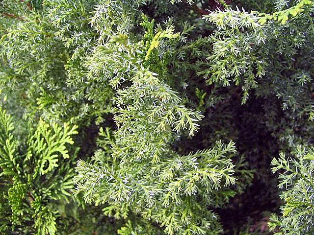 False Cypress, Compact Hinoki (Chamaecyparis Obtusa 'Compacta') — Hardy in USDA Zones 4-8, they require well-drained soil and partial to full sun