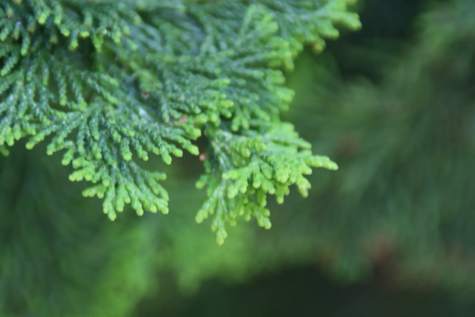 False Cypress, Compact Hinoki (Chamaecyparis Obtusa 'Compacta') — Its artful, fan-shaped foliage displays rich green hues, adding year-round interest to gardens