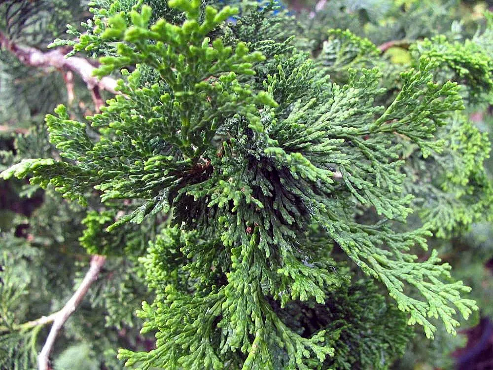 False Cypress, Compact Hinoki (Chamaecyparis Obtusa 'Compacta') — The Compact Hinoki False Cypress