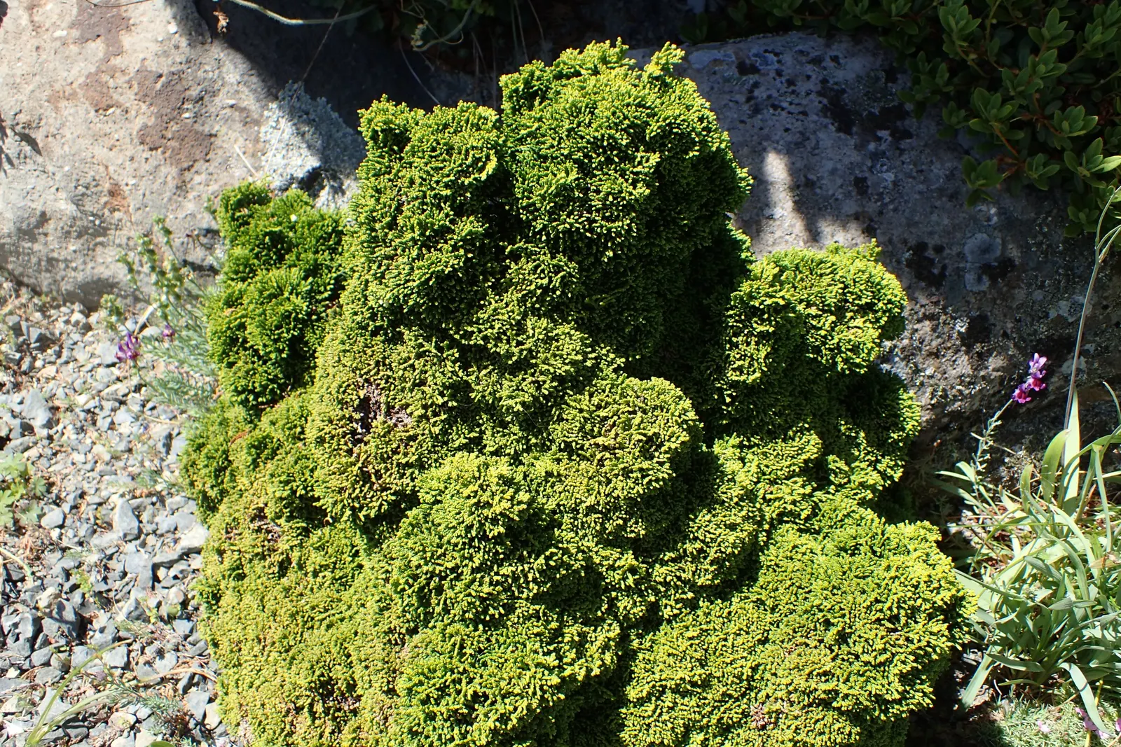 False Cypress, Compact Hinoki (Chamaecyparis Obtusa 'Compacta') — Mature specimens reach up to 6 feet in height with a spread of 4-5 feet