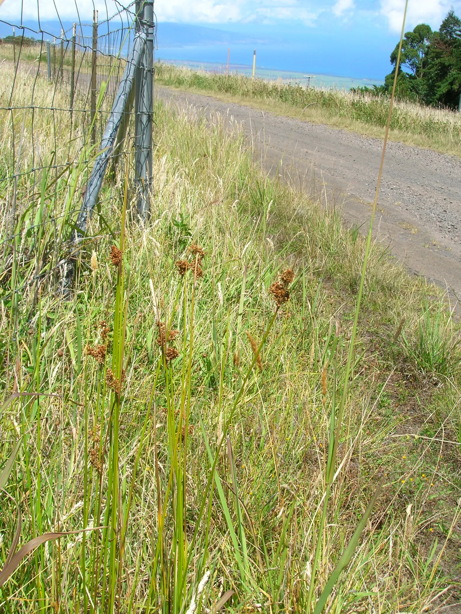 Australian Silver Rush (Juncus Polyanthemos) — or as an accent in perennial borders