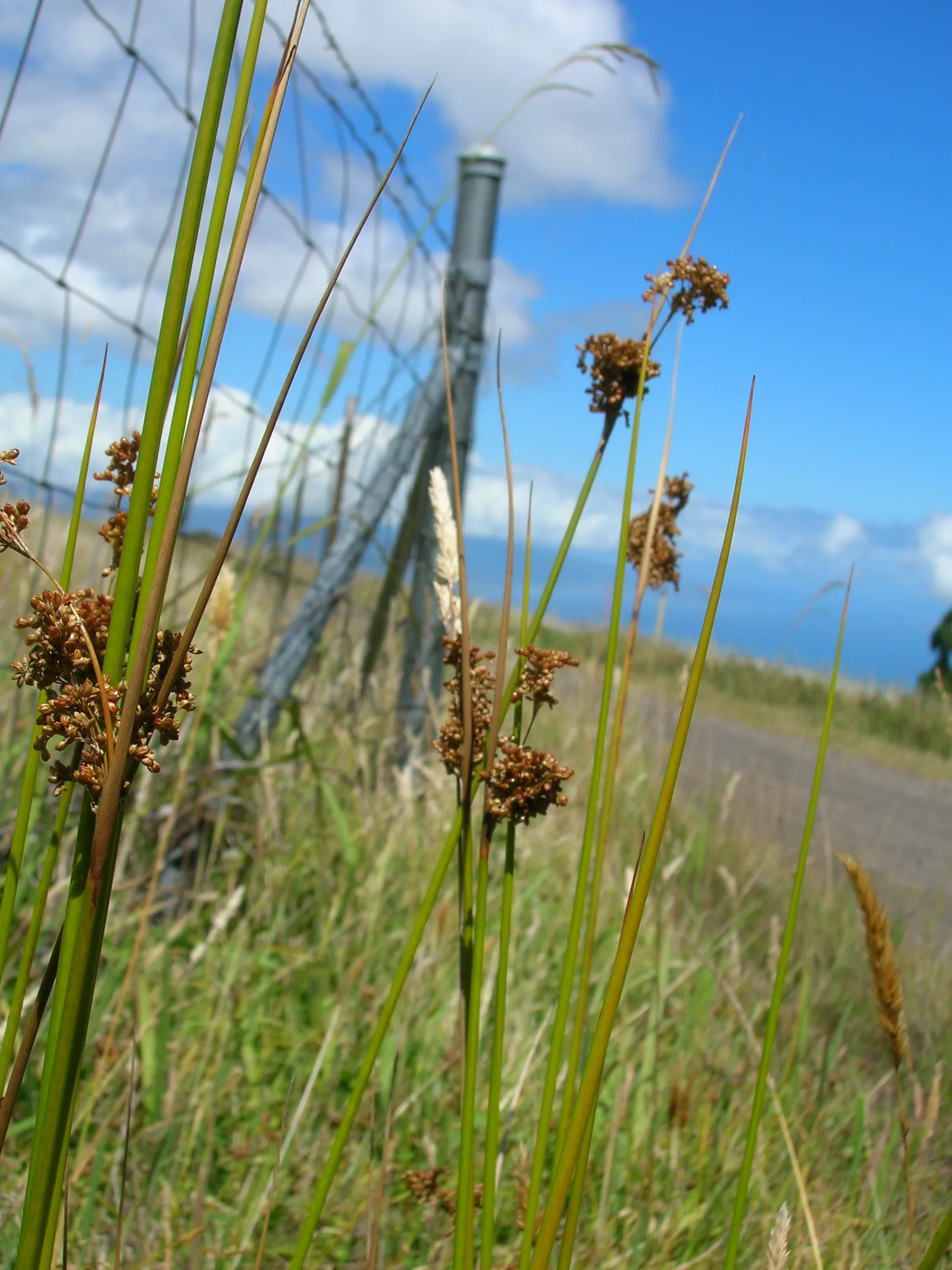 Australian Silver Rush (Juncus Polyanthemos) — grass for full or half