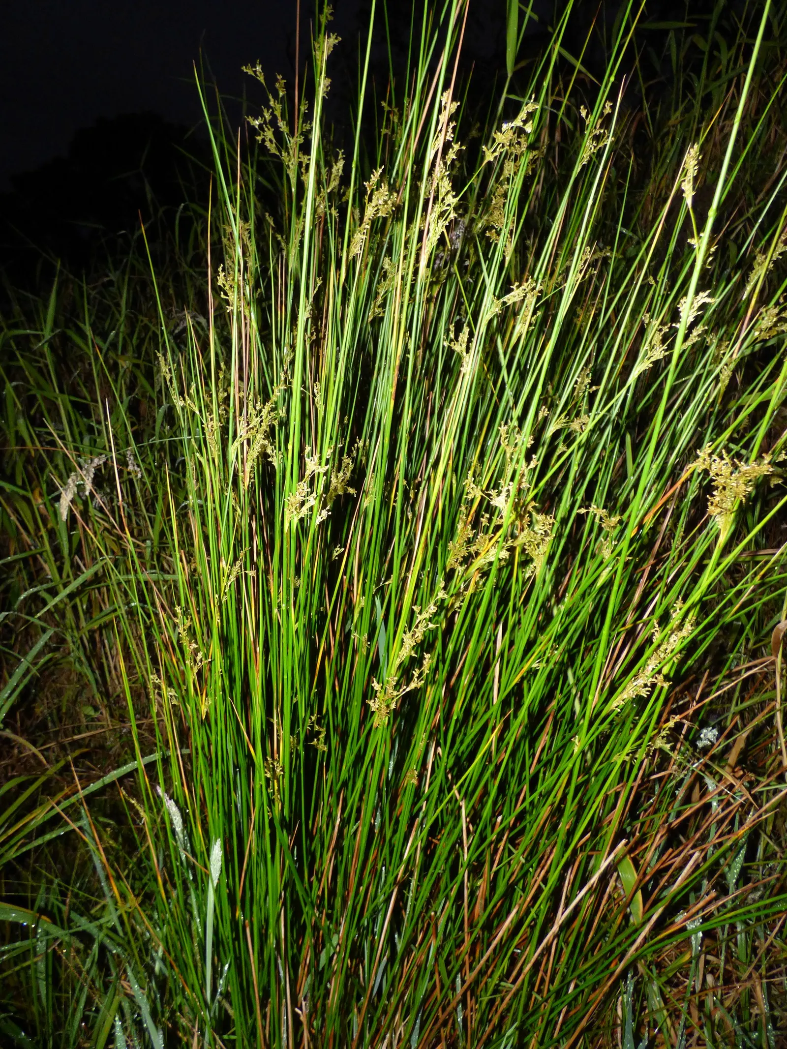 Australian Silver Rush (Juncus Polyanthemos) — Minimal maintenance is needed