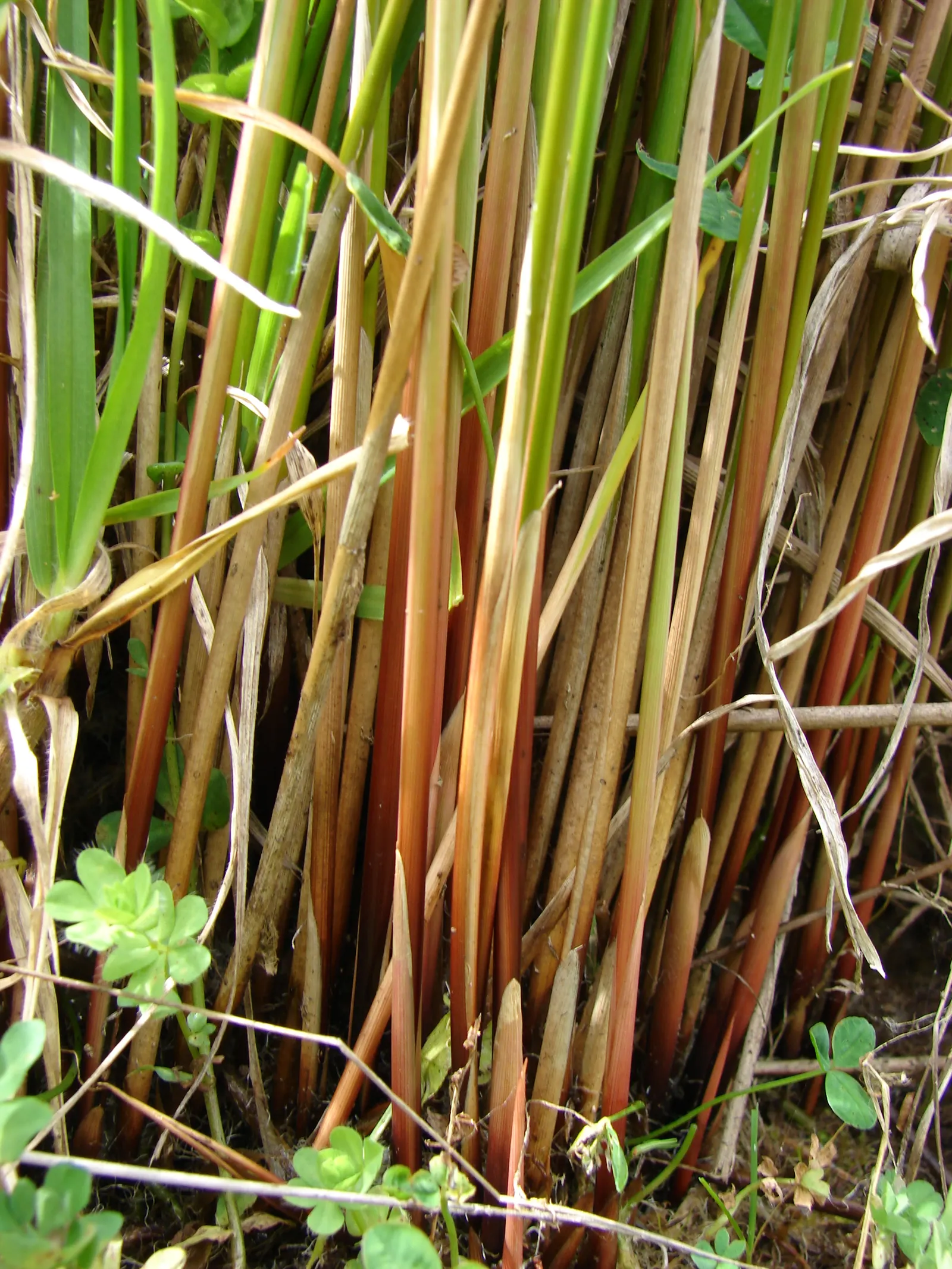 Australian Silver Rush (Juncus Polyanthemos) — upright rushes maintain a compact form