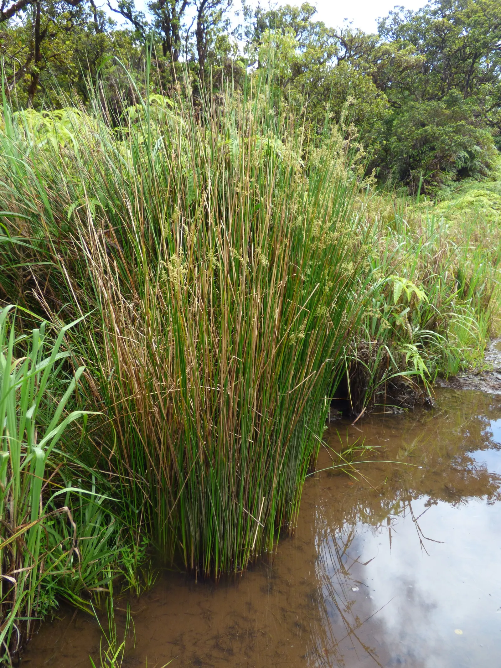 Australian Silver Rush (Juncus Polyanthemos) — making it an ideal choice for creating visual contrast in garden beds or as a border planting