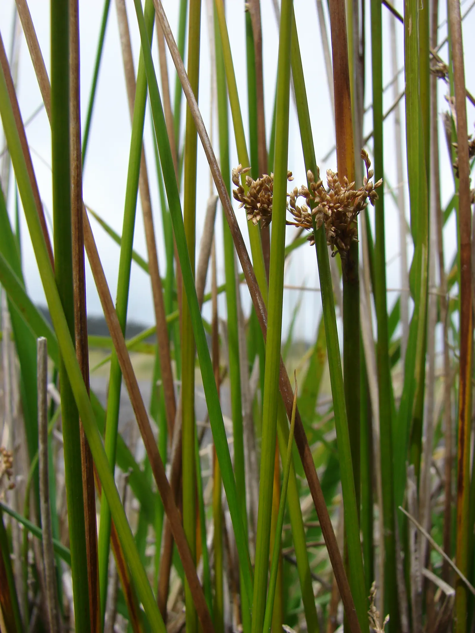 Australian Silver Rush (Juncus Polyanthemos) — It makes a captivating addition to water-wise gardens