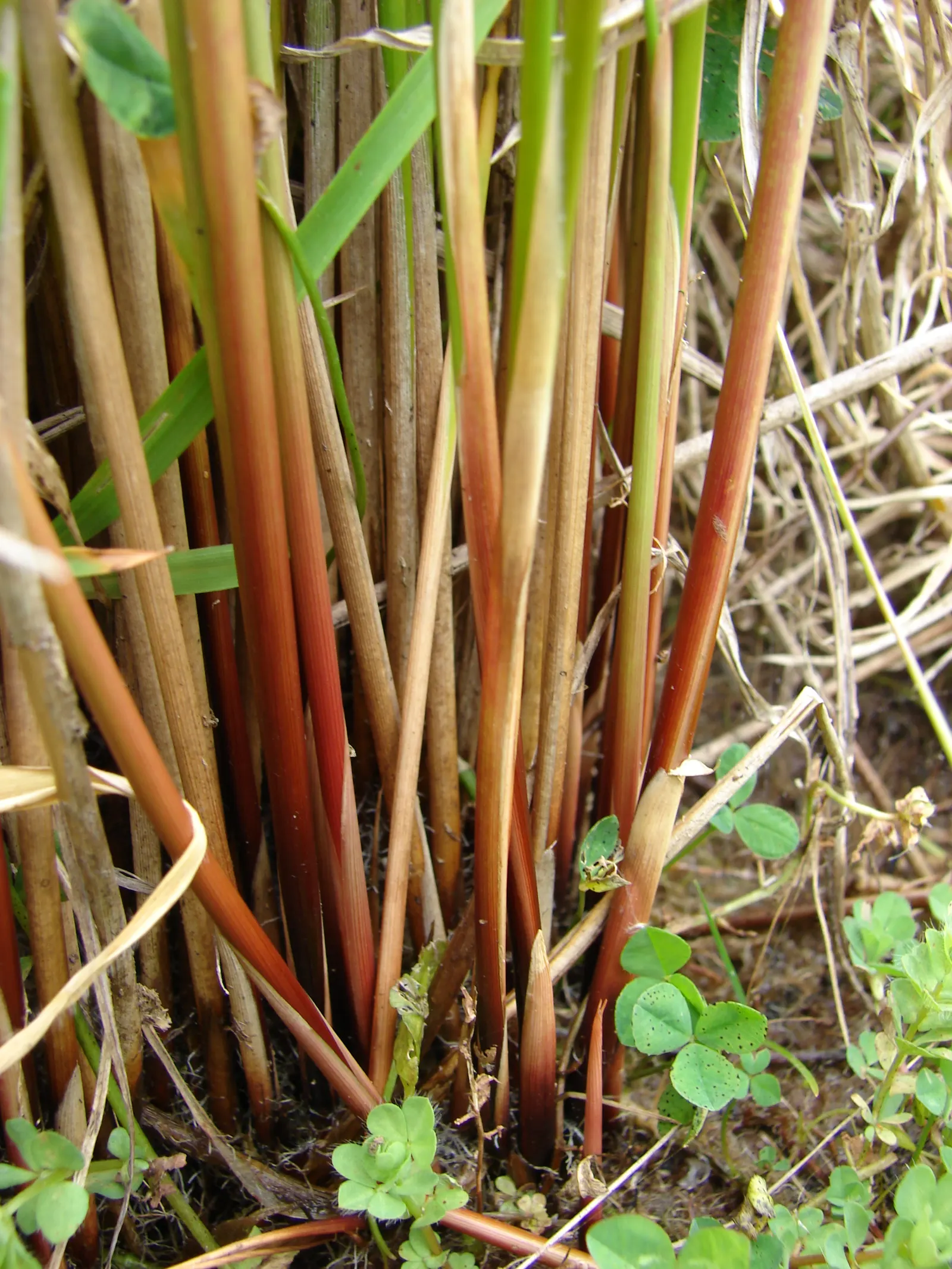 Australian Silver Rush (Juncus Polyanthemos) — The foliage exhibits a glaucous