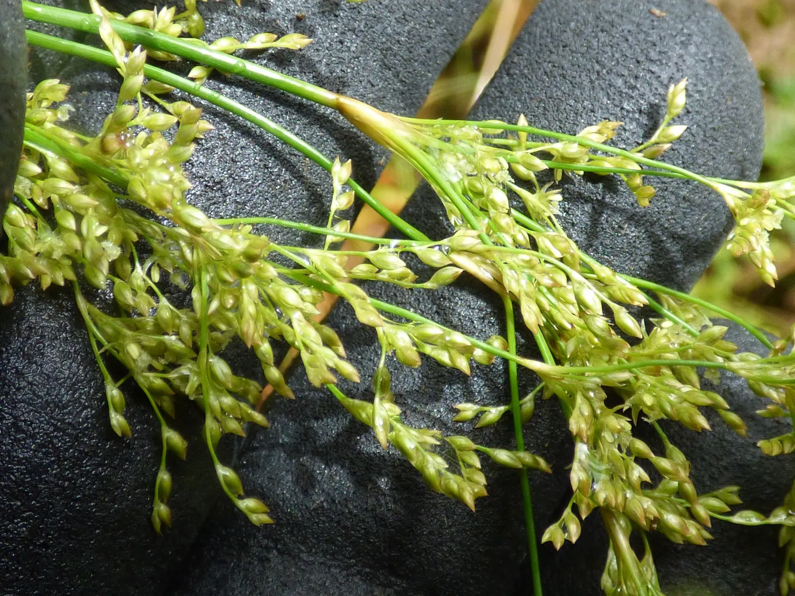Australian Silver Rush (Juncus Polyanthemos) — the Australian Silver Rush is largely pest and disease-free