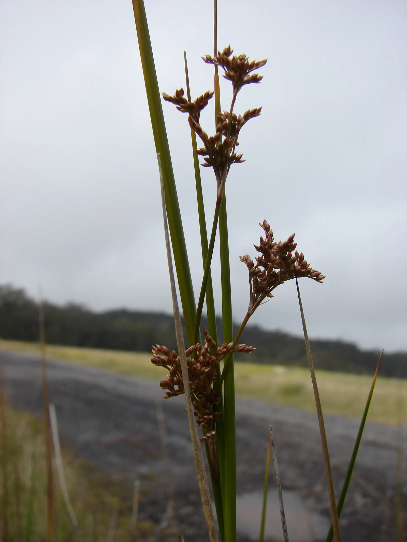 Australian Silver Rush (Juncus Polyanthemos) — Drought-tolerant and low-maintenance, it thrives in full sun to partial shade and well-drained soils, image 22