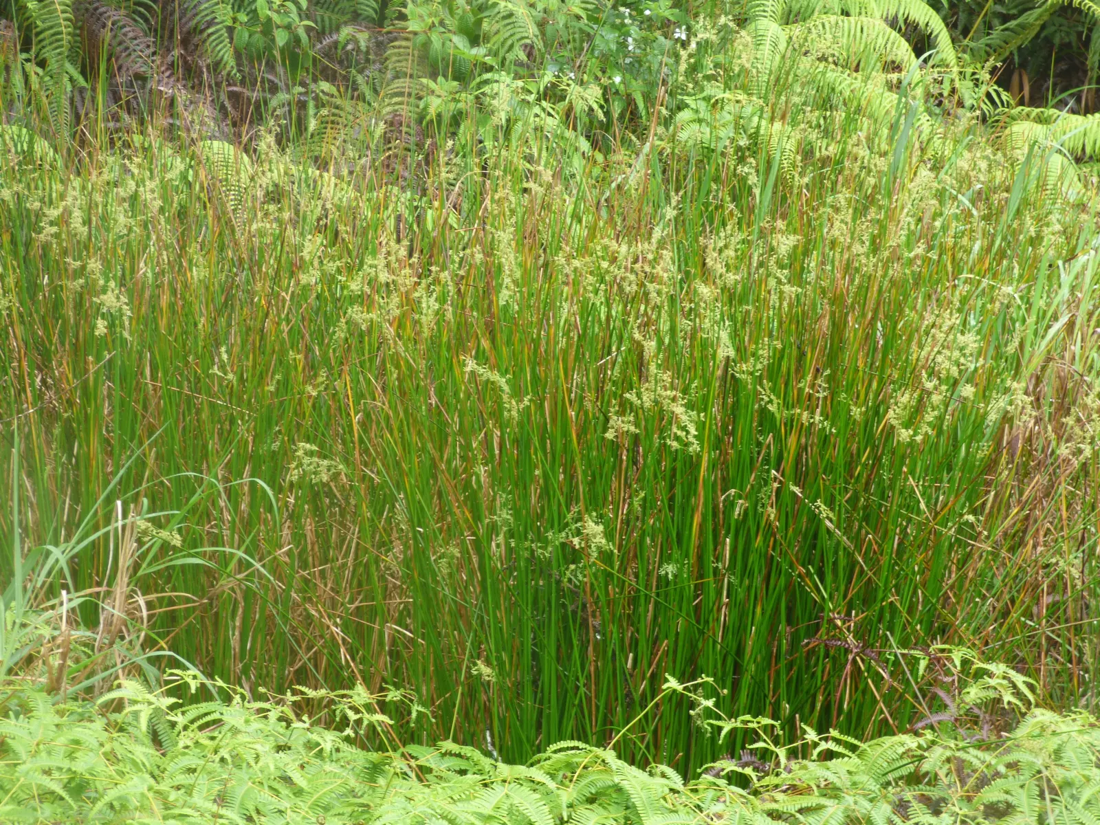 Australian Silver Rush (Juncus Polyanthemos) — It is highly adaptable to both dry and boggy areas, showcasing its versatility