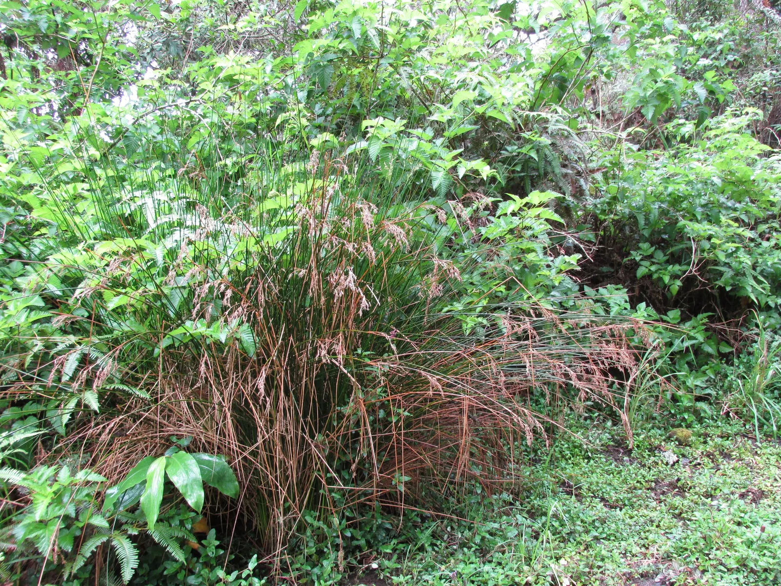 Australian Silver Rush (Juncus Polyanthemos) — Refined silvery-blue, rush-like foliage, forms erect tufts up to 2-3 feet high and 1-2 feet wide; bluish-silver